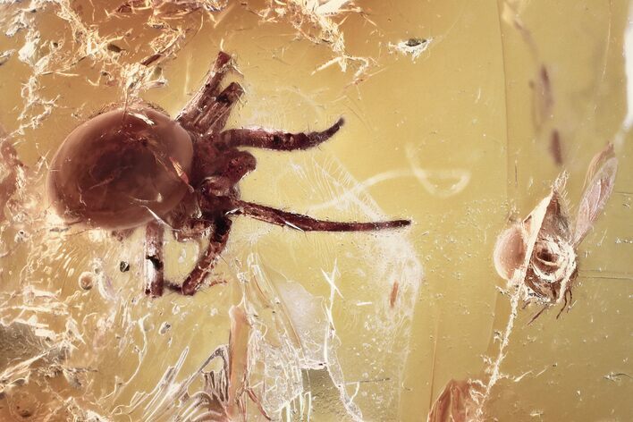 Detailed Fossil Aphid and Spider In Baltic Amber #372583